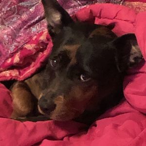 Meet your Posher, Donna